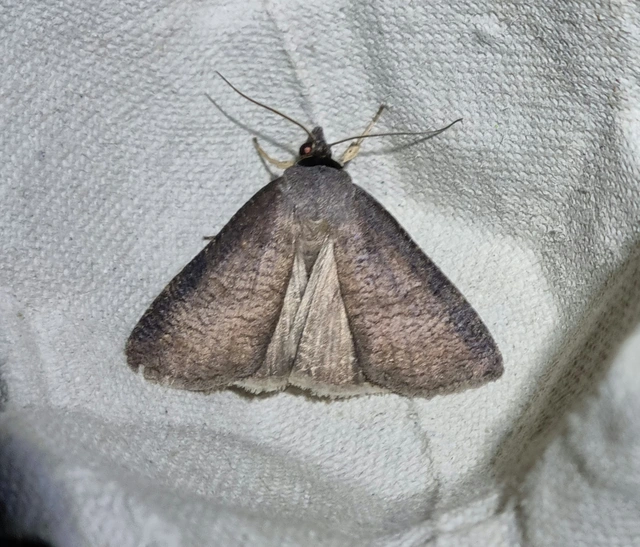 Lygephila procax - fekete csüdfűbagoly