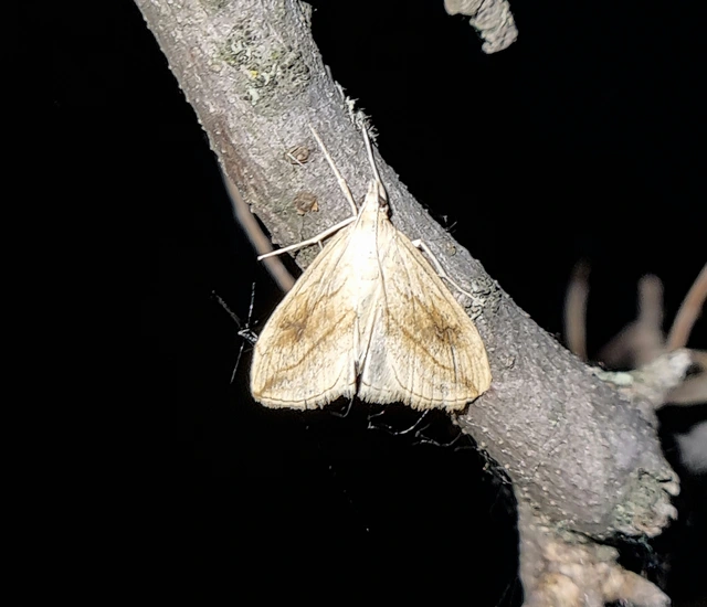 Evergestis forficalis - veteménymoly
