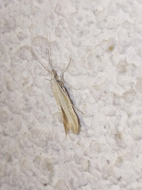 Coleophora