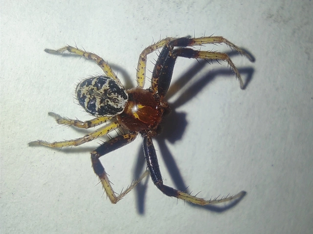 Xysticus lanio