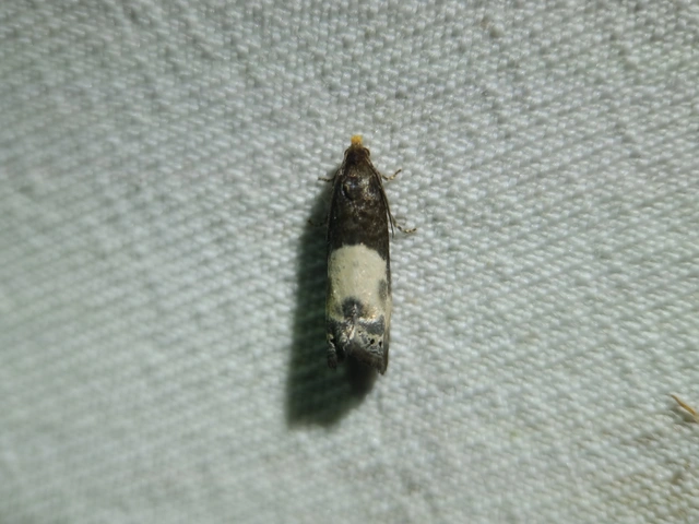 Notocelia cynosbatella - rózsahajtás-tükrösmoly