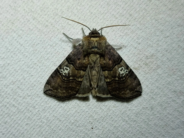 Tethea ocularis - pápaszemes pihésszövő