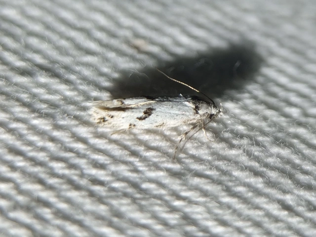 Stenolechiodes pseudogemmellus - molyhostölgyes sarlósmoly