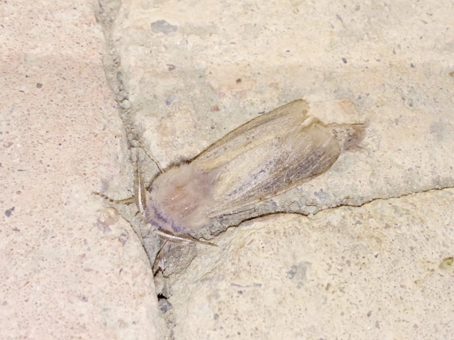 Phragmataecia castaneae - nádfúrólepke