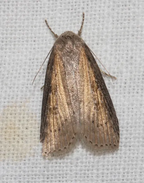 Chilodes maritima - négyfoltos nádibagoly