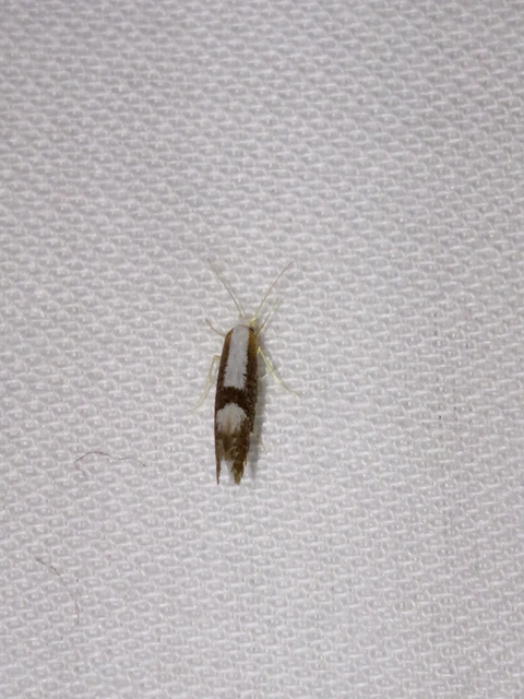 Argyresthia