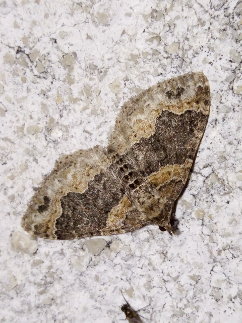 Xanthorhoe ferrugata - kerti tarkaaraszoló