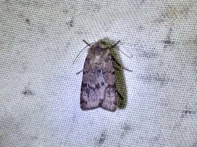 Agrotis cinerea - szürkés földibagoly