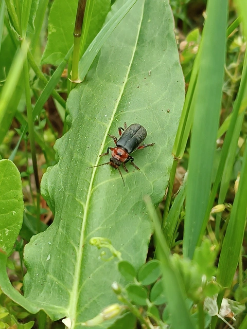 Cantharis rustica - suszterbogár