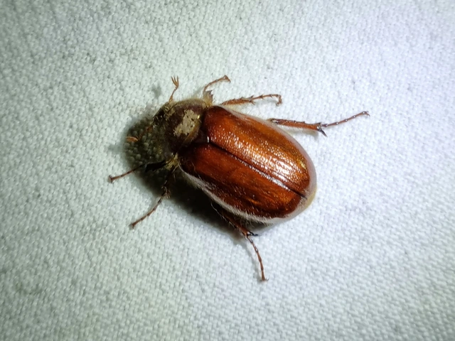 Holochelus aequinoctialis - tavaszeleji cserebogár