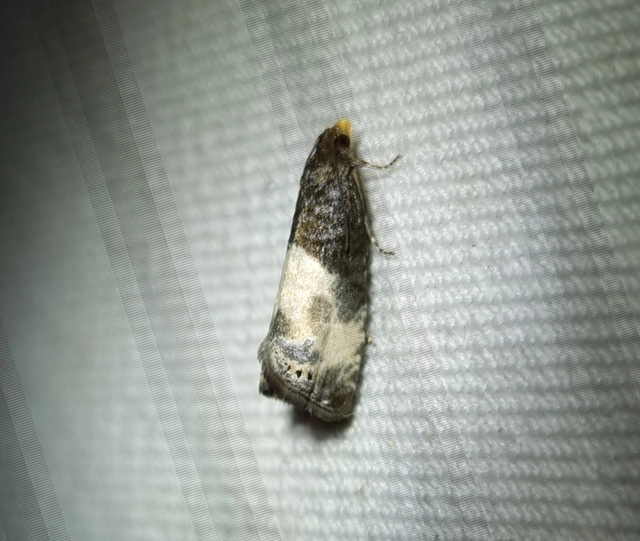 Notocelia cynosbatella - rózsahajtás-tükrösmoly