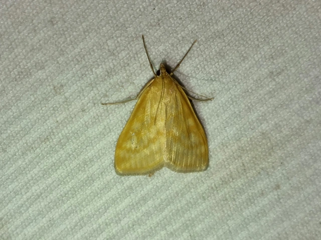 Sitochroa verticalis - világossárga dudvamoly