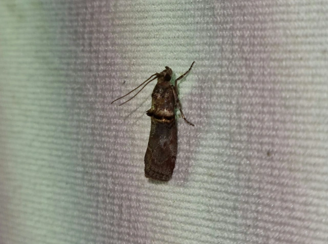 Trachonitis cristella - bokorrágó karcsúmoly
