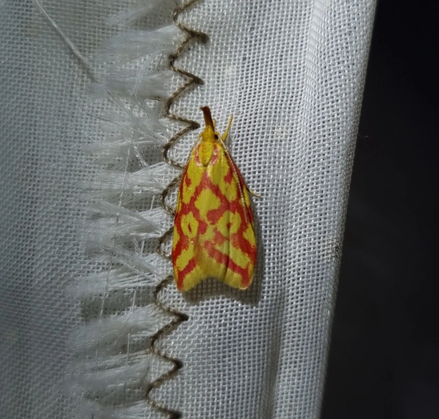 Hypercallia citrinalis - pirossávos díszmoly Hypercallia citrinalis - pirossávos díszmoly