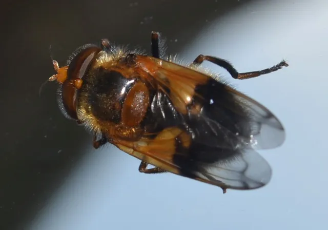 Volucella inflata - kis pihelégy