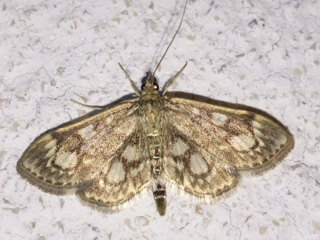 Anania coronata - koronás dudvamoly