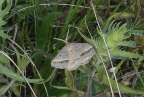 Tephrina arenacearia - lucerna-araszoló