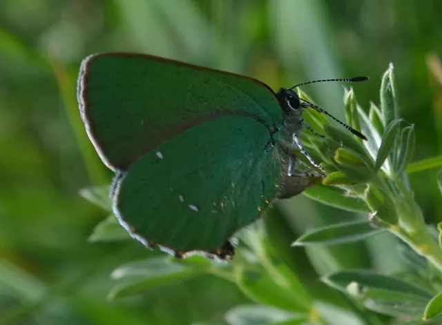 Callophrys rubi - zöldfonákú lepke