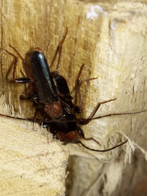 Phymatodes testaceus - változékony korongcincér Phymatodes testaceus - változékony korongcincér