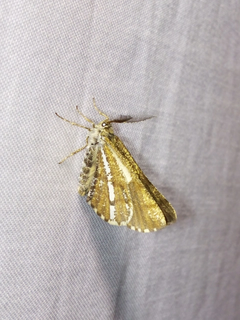 Bupalus piniaria - fenyőaraszoló