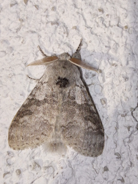 Calliteara pudibunda - hamvasszövő