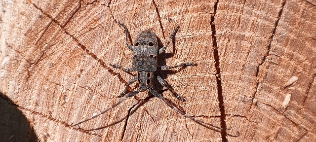 Mesosa curculionoides - szemfoltos cincér Mesosa curculionoides - szemfoltos cincér
