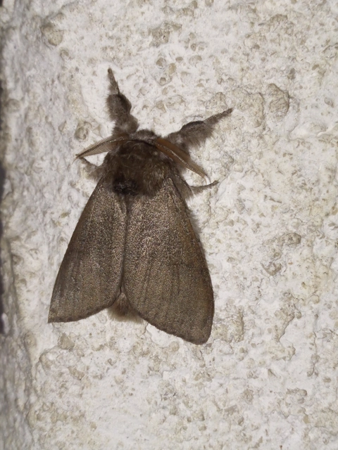 Calliteara pudibunda - hamvasszövő