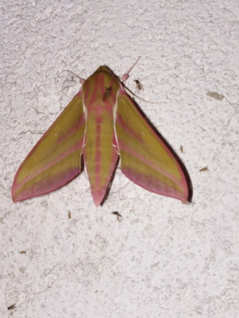 Deilephila elpenor - szőlőszender