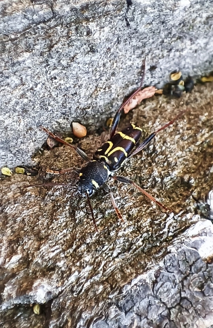 Xylotrechus antilope - fürge darázscincér