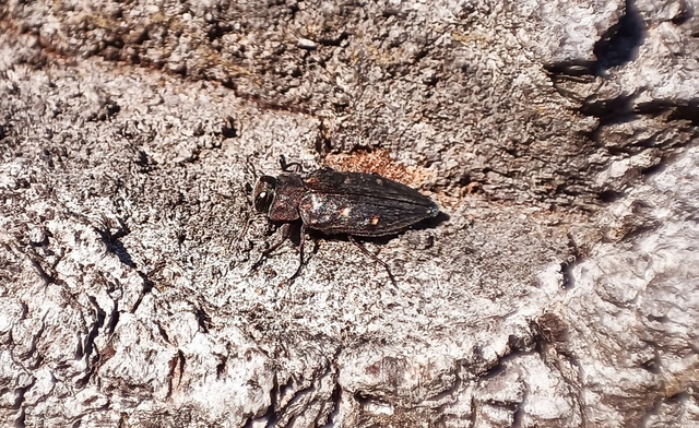 Chrysobothris affinis - aranypettyes díszbogár