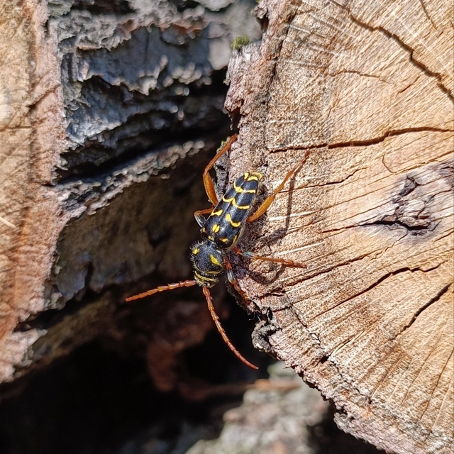Plagionotus arcuatus - bársonyos darázscincér