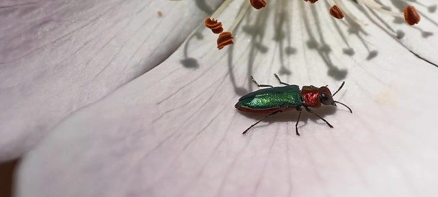 Anthaxia nitidula - ragyogó virágdíszbogár