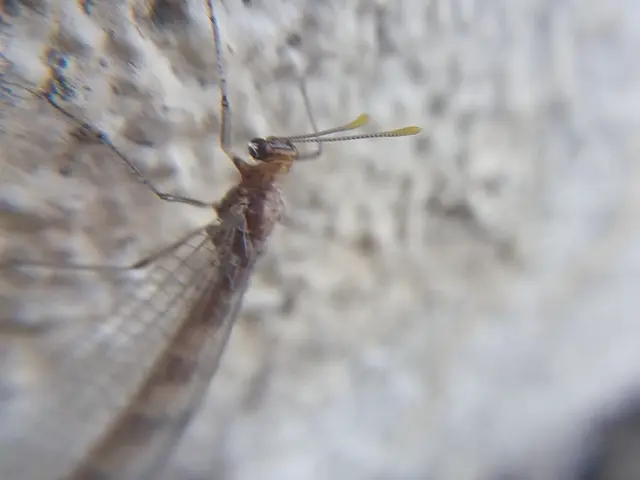 Megistopus flavicornis - kétfoltos hangyaleső