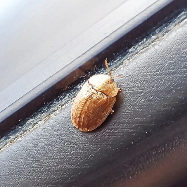 Hypocassida