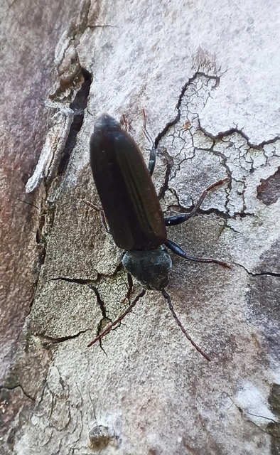 Asemum striatum - komor fenyőcincér