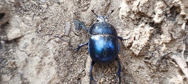 Trypocopris vernalis - tavaszi álganéjtúró
