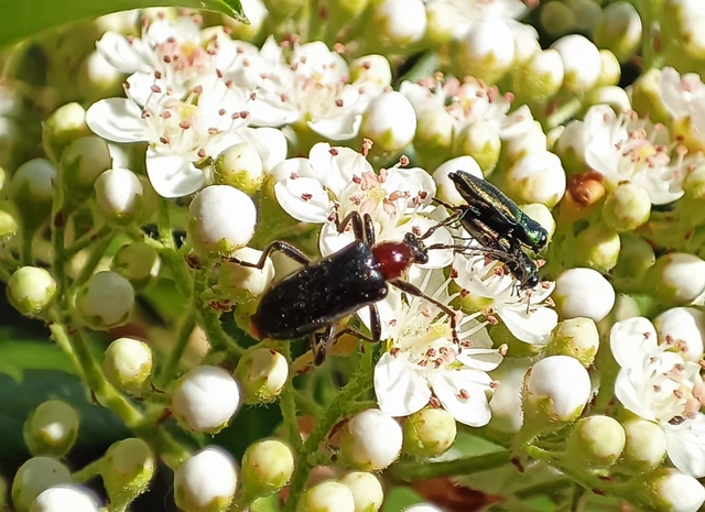 Dinoptera collaris - vörösnyakú virágcincér