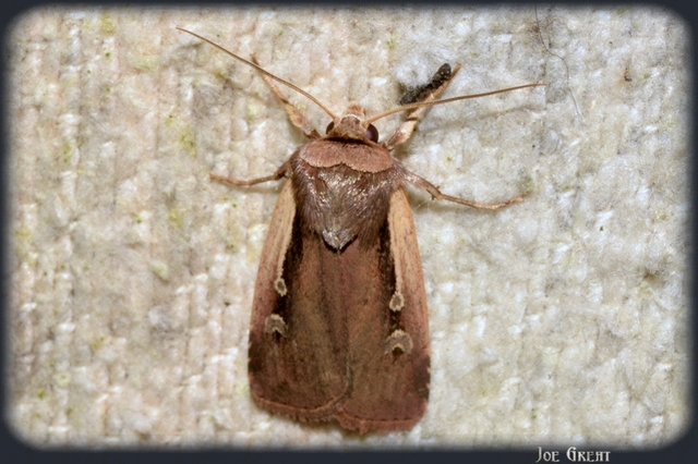 Ochropleura plecta - fehérszegélyű fűbagoly