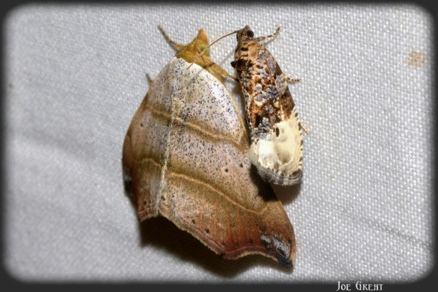 Laspeyria flexula - zuzmóbagoly