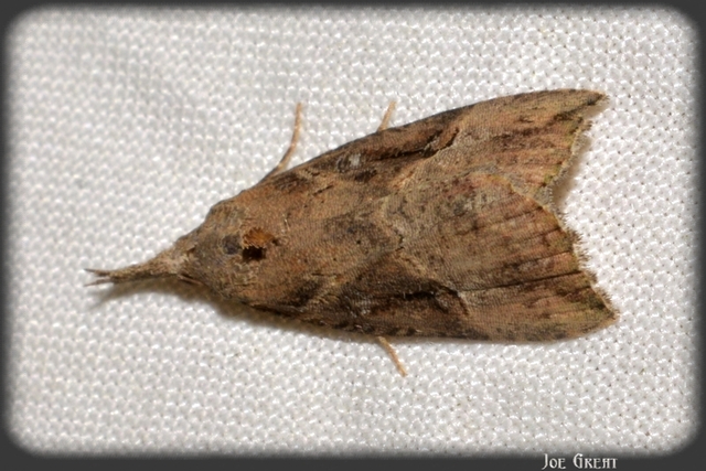 Hypena rostralis - közönséges karcsúbagoly