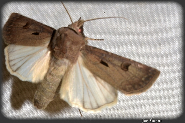 Agrotis exclamationis - felkiáltójeles földibagoly