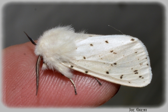 Spilosoma lubricipedum - tejszínű medvelepke
