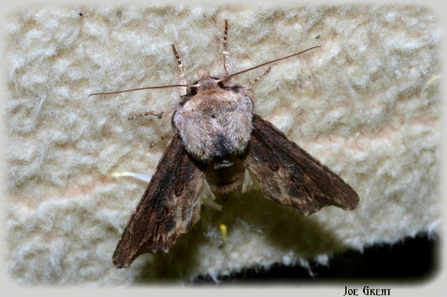 Egira conspicillaris - változékony szürkebagoly