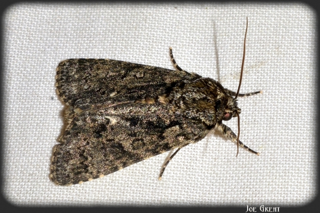Acronicta rumicis - sóska-szigonyosbagoly