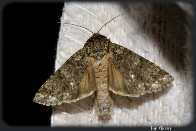Acronicta rumicis - sóska-szigonyosbagoly