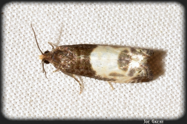 Notocelia cynosbatella - rózsahajtás-tükrösmoly