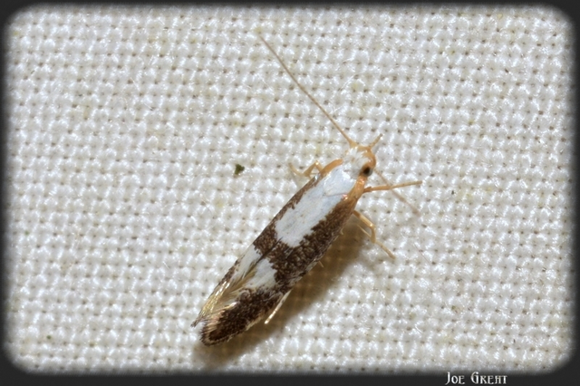 Argyresthia