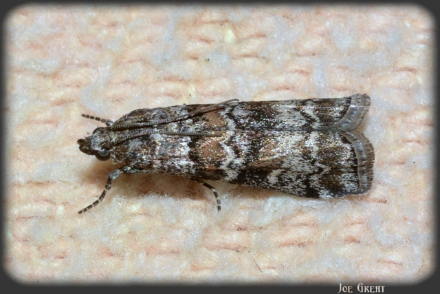 Dioryctria