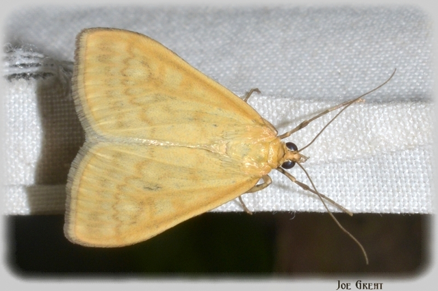Ostrinia nubilalis - kukoricamoly