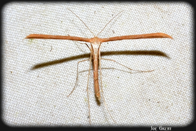 Pterophoridae - tollasmolyfélék